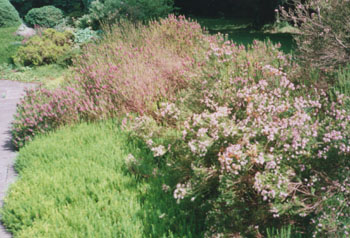 Cornish heath (left) and Corsican heath (right). Photo: &copy; 2000 D.Perkins.