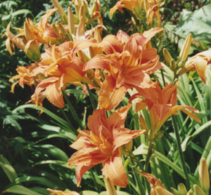 Day-lilies. &copy; 2000 D. Perkins.