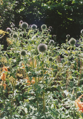 Globe thistle. Photo: &copy; 2000 D.Perkins.