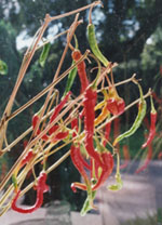 Ripening hot Mexican chillies. Photo: &copy; 2000 D. Perkins.