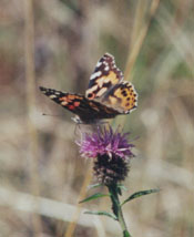 Small tortoiseshell butterfly at Malltraeth. Photo: &copy; 2000 D.Perkins.