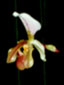 Close up of Cypripedium orchid flower.