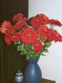 Vase of chrysanthemum Dorridge Velvet. Photo: &copy; 2000 D. Perkins.