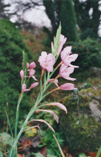 Kaffir lily in flower in the garden. © 2000 D.Perkins.