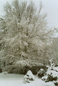 The beech tree covered with snow 'tinsel'. Photo: &copy; 2000 D.Perkins.