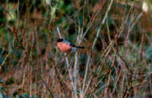 Male bullfinch on snowberry.