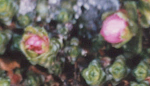 Buds showing on Saxifraga oppositifolia.