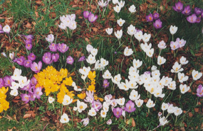 Crocus flowers open on a warm day.