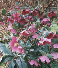 Photo: Helleborus purpurea.