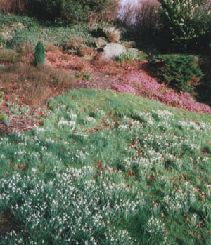 Snowdrops in full flower [43KB].