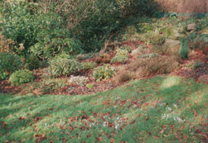 The first few snowdrops bordering the new Rhododendron garden.