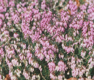 Erica carnea var Heathwood.