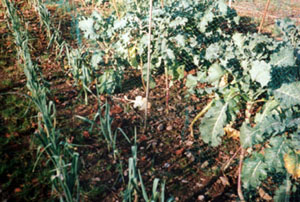 Winter vegetables: Purple sprouting broccoli and leeks- Jan 2000.