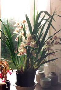 Cymbidium orchid in the kitchen window.