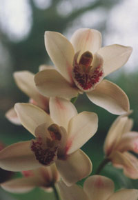 Cymbidium orchid flower.