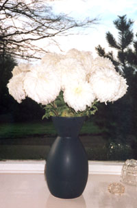 Vase of chrysanthems 'Arctic Beauty' Dec 1999.