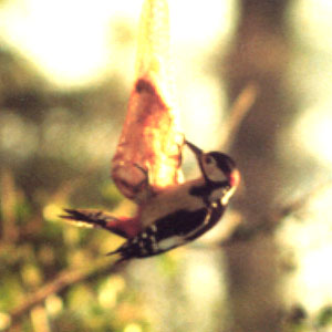 Great spotted woodpecker feeding on bird cake.