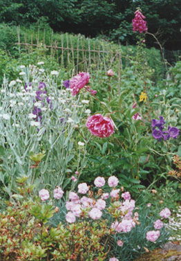 Herbaceous border blooms even in poor weather. Garden in July. Photo: &copy; 2000 D. Perkins.