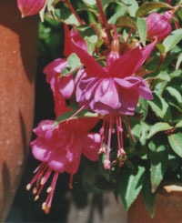 Fuchsia Winston Churchill.Photo: &copy; 2000 D.Perkins.