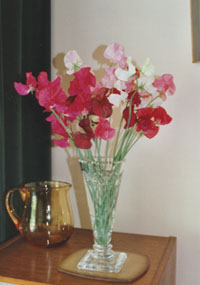 Vase of sweet peas. Garden in July. Photo: &copy; 2000 D. Perkins.