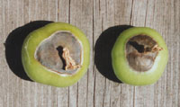 Blossom end rot of tomato. The garden in July. Photo: &copy; 2000 D. Perkins.