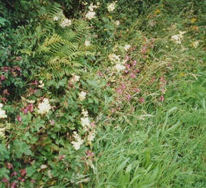 Hedgerow bank in Llansadwrn. Garden in July. Photo: &copy; 2000 D. Perkins.