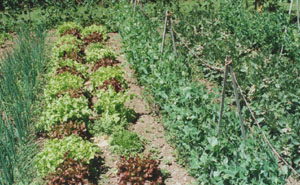 Shallots, lettuce, peas and broad beans. The vegetable garden in July. Photo: &copy; 2000 D. Perkins.