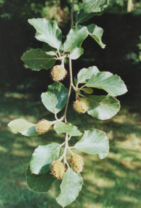 Beechnuts. In the Garden in July. Photo: &copy; 2000 D.Perkins.