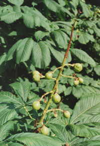 Conkers forming on horse chestnut. The Garden in July. Photo: &copy; 2000 D.Perkins. 