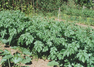 The potato patch: In the Garden in July. Photo: &copy; D. Perkins.