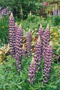 Lupins in the herbaceous border.