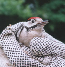 Young great spotted woodpecker recovering after flying into a window. Photo: &copy; P. Perkins.