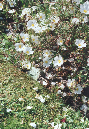 Halimiocistus: French rock-rose. Photo: &copy; D. Perkins.