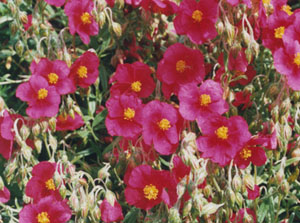 Red rock-roses.