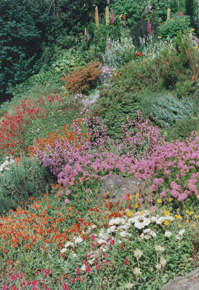 Massed flowers on the rockery bank. Photo: © D. Perkins.