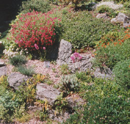 Part of the rockery terraces in spring.