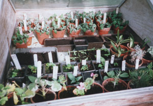 Chrysanthemum cuttings and other plants being rooted in propagating frame.
