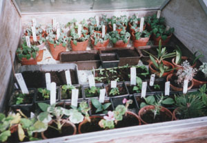 Chrysanthemum cuttings and other plants being rooted in propagating frame.