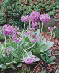 Primula denticulata in flower.