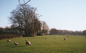 View of the old Gadlys cricket field from our west-facing window.
