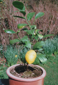 Citrus lemon - var Meyeri.
