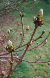 Sticky buds on horse chestnut.