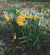 Daffodils for St. David's Day, 1 March 2000.