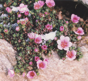 Saxifraga oppositifolia in flower on the rockery. Photo: &copy; D. Perkins.