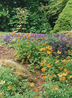 Meconopsis cambrica topped with Ajuga reptans on the rockery.
