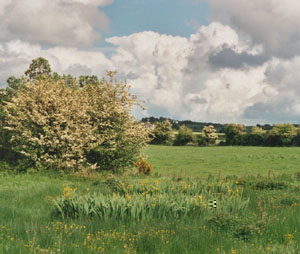 Yellow flag iris with buttercups and hawthorn.