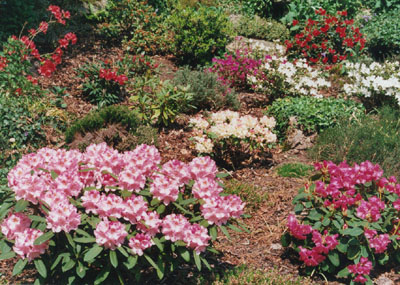 The new rhododendron garden nearing its best.