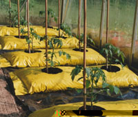 Tomato plants in growbags in the greenhouse.