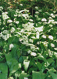 Wild garlic in flower in the wood.