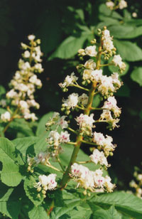 Horse chestnut tree flowers in the garden.